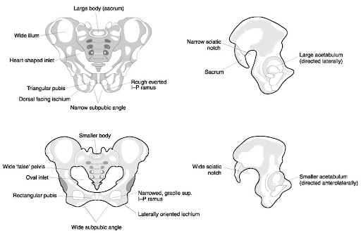 Sex determination in human skeletal identification